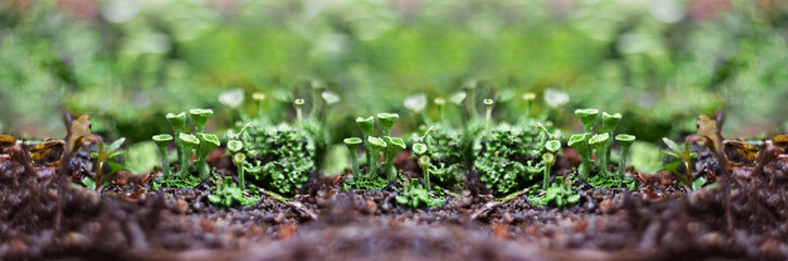 Wide-screen, woodland defocused background with a tiny flowering lichen. Banner of macro photos