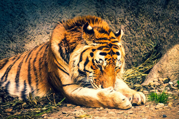 Fototapeta na wymiar Tiger laying on a ground