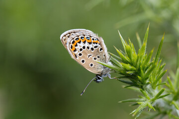 A Silver-studded Blue perched on Gorse.