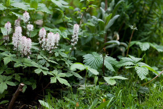 Blooming light pink heuchera plant, wild strawberry and lemon balm in mixed border - medicinal garden.