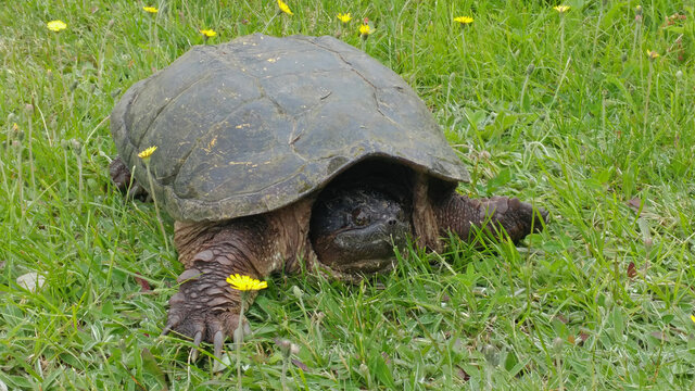An ugly snapping turtle not happy where he is