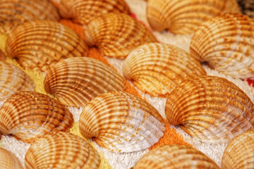 shells background