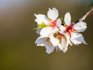 Detail of almond blossom with unfocused background