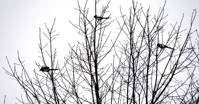 Sroka zwyczajna, sroka, sroka pospolita (Pica pica) &ndash; gatunek średniej wielkości ptaka z rodziny krukowatych (Corvidae), zamieszkujacy Eurazję. Nie jest zagrożony.