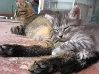 Beautiful street urban fluffy kitten, adorable little homeless cats mom