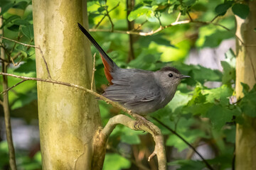 A Gray Catbird (Dumetella carolinensis) is ready to launch. Raleigh, North Carolina.