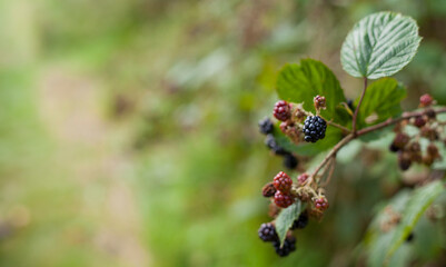 Foraging for wild food -  summer bramble bushes full of fruit.
