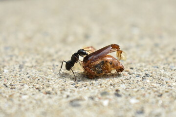Ant drags Cicada
