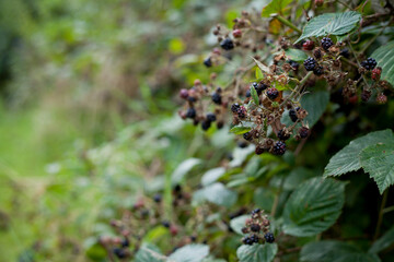 Foraging for wild food -  summer bramble bushes full of fruit.