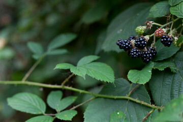 Foraging for wild food -  summer bramble bushes full of fruit.
