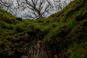 arbre vert mousse