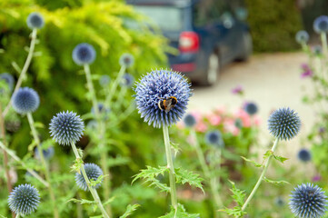 Bumble bee on a globe thistle flower