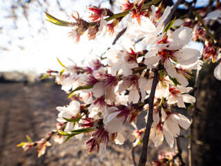 Blossomed tree branch in the field