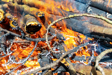 Hot fire burning the forest the concept of the environment. fire kills everything in its path.