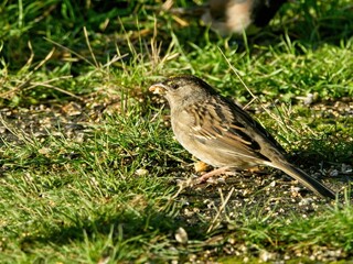 House sparrow (Passer domesticus) on the grass
