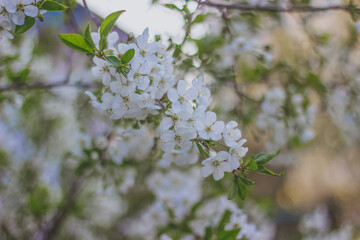 white cherry blossom, cherry blossom branch