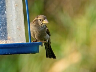 House sparrow (Passer domesticus) on the feeder 