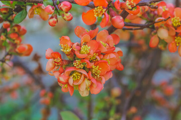 berberidaceae. Flowering quince, Chaenomeles, Flowering shrubs