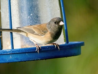 Male dark-eyed junco (Junco hyemalis) in the feeder