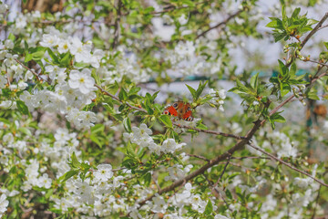 Spring background. Blooming cherry. Red butterfly on a blossoming branch of cherry.