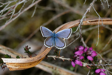 A Silver-studded Blue basking in the sun.