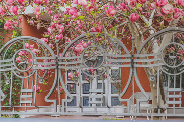flowers in the street. Blooming magnolia at the house. Spring tree. Pink magnolia. Openwork fence. Forged flower