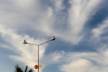 Birds standing on a street lamps with beautiful sky in the background