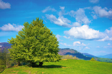 Fototapeta na wymiar tree on the meadow in mountains. beautiful nature landscape on a sunny day in spring. fluffy clouds on the blue sky above the distant range