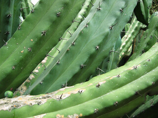 Cactus desert natural green plant thorns