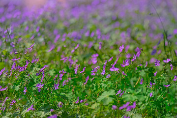 Obraz na płótnie Canvas low-growing meadow flowers background