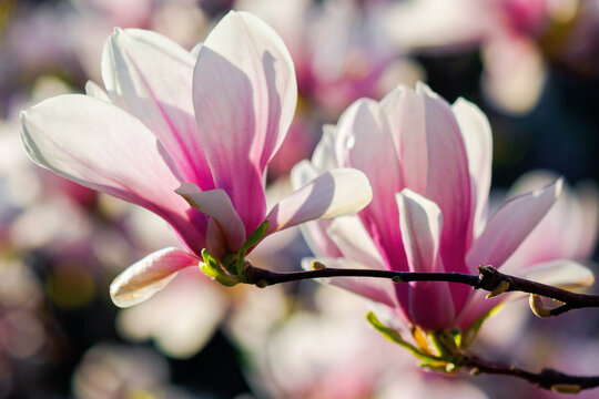 white magnolia blossom in sunlight. flowers on the branches in bright sunlight. beautiful nature background in springtime