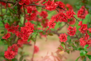 Clustered blooms of Chaenomeles japonica branches in the springtime