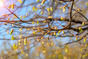 Fresh buds of leaves on the branches in sunbeams.