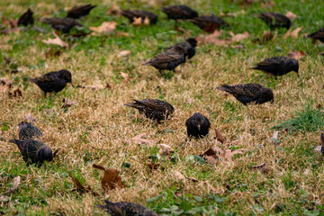 Birds Digging Up Worms After a Storm Rain