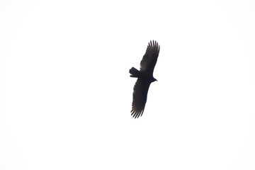 Hawk Flying With its Wings Spread Out.