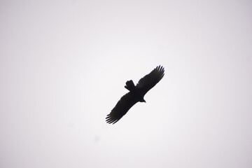 Hawk Flying With its Wings Spread Out.