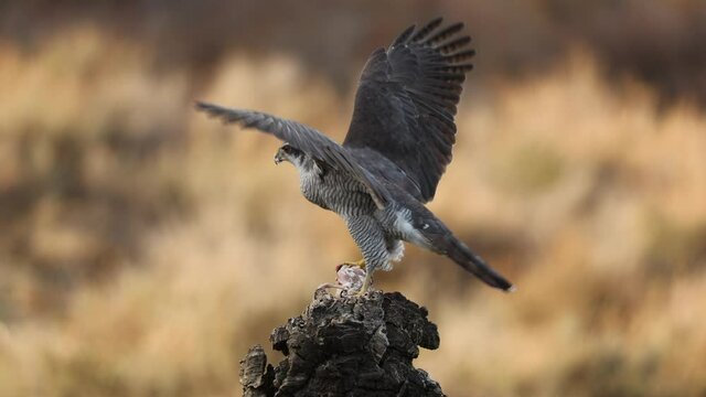 Northern goshawk (Accipiter gentilis), bird of prey