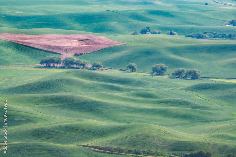 Wall mural the fields of wheat in the palouse area in washington state during spring from steptoe butte