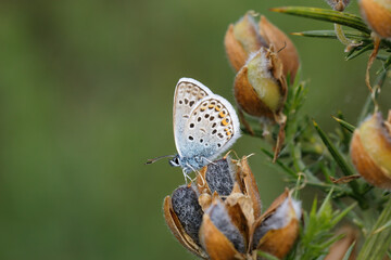 A Silver-studded Blue perched on gorse seeds.