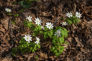 Blooming anemone (Anemone nemorosa) in the forest in spring.
