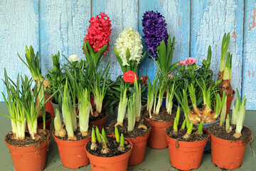 Coloured Hyacinths Amongst Spring Bulbs