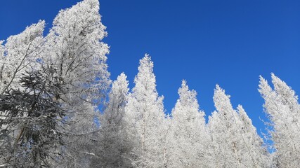frost on branches