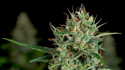 Northern Lights cannabis plant in week 5 of flowering indoor grow - obrazy, fototapety, plakaty