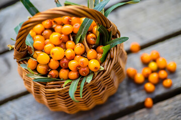 Yellow berries Hippophae and leaves. basket of sea buckthorns. Harvest sallowthorn. Collecting ripe berries seaberry for preparation of medicinal plants and cooking infusions and sandthorn tea.