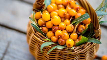 Yellow berries Hippophae and leaves. basket of sea buckthorns. Harvest sallowthorn. Collecting ripe berries seaberry for preparation of medicinal plants and cooking infusions and sandthorn tea.