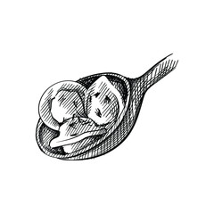 Hand drawn sketch of dumplings on a spoon on a white background. Russian cuisine. Food and meals.