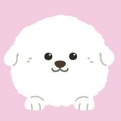 Flat colored white Bichon Frise front face with paws
