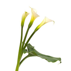 White calla lily isolated on white background
