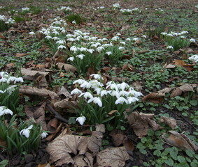 Snowdrops in the forest