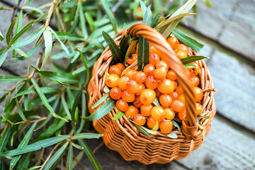 Hippophae berries and leaves. Banner or background with basket of sea buckthorns. argousier fruit,...